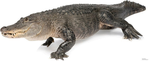 American Alligator Lifesize Standup *Made to order-please allow 10-14 days for processing*