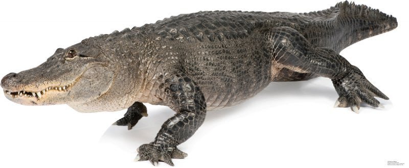 American Alligator Lifesize Standup *Made to order-please allow 10-14 days for processing*