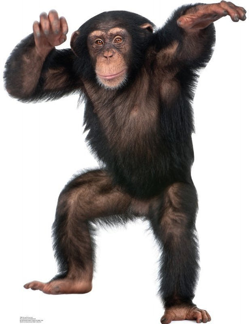 Young Chimpanzee Lifesize Standup *Made to order-please allow 10-14 days for processing*