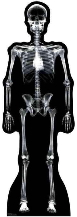 X - Ray Skeleton Lifesize Standup *Made to order - please allow 10 - 14 days for processing* - Zurchers