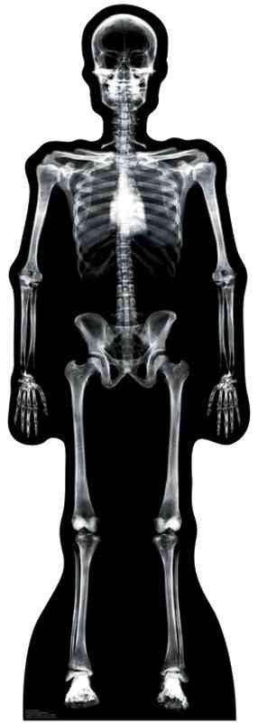 X - Ray Skeleton Lifesize Standup *Made to order - please allow 10 - 14 days for processing* - Zurchers