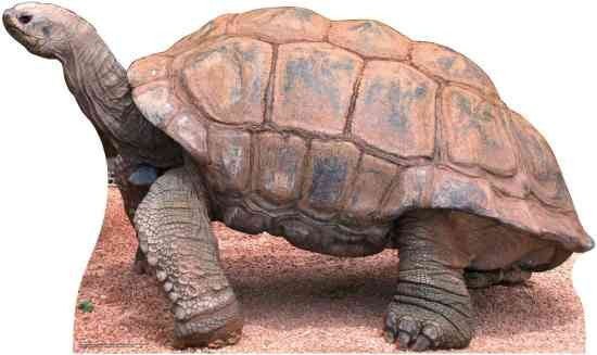 Tortoise Lifesize Standup *Made to order - please allow 10 - 14 days for processing* - Zurchers