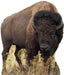 American Bison Lifesize Standup *Made to order - please allow 10 - 14 days for processing* - Zurchers