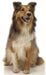 Collie Dog Lifesize Standup *Made to order - please allow 10 - 14 days for processing* - Zurchers