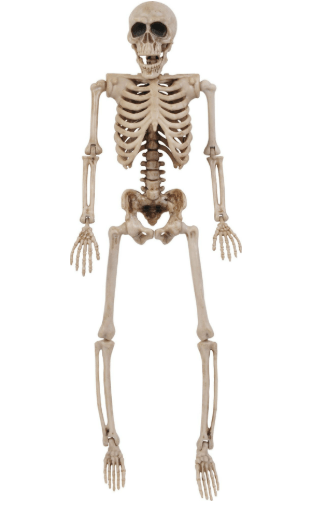 14" Posable Skeleton | 1ct - Zurchers