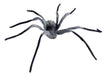 Gray Hairy Spider 43" | 1 ct - Zurchers