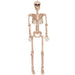 Halloween Posable Skeleton 36in | 1ct - Zurchers