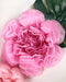 Scallop Shaped Tissue Flower 20" | 1ct - Zurchers