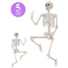 Realistic Poseable Skeleton 60" | 1 ct - Zurchers