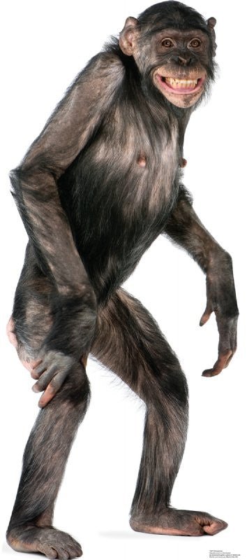 Black-furred chimpanzee standing upright with a wide open-mouthed grin, showing pink lips and facial skin.