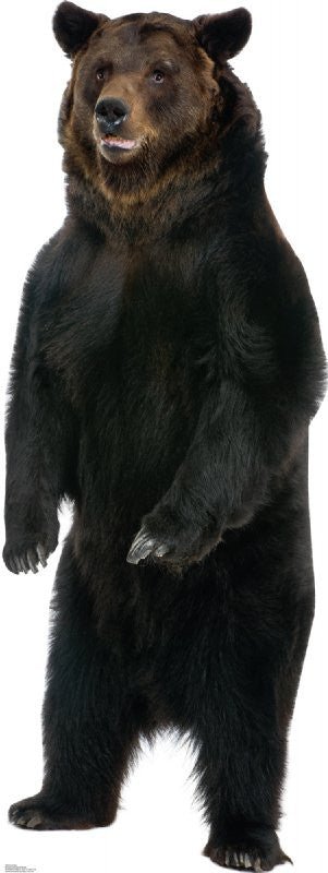 Large bear standing upright with thick black fur and lighter brown fur on the face and chest.