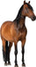 A brown horse with a black mane and tail standing on all four legs, facing slightly to the right.