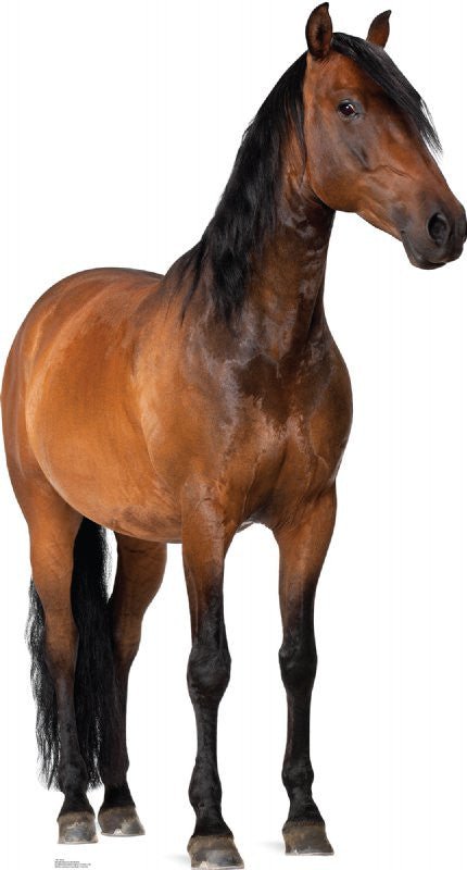 A brown horse with a black mane and tail standing on all four legs, facing slightly to the right.