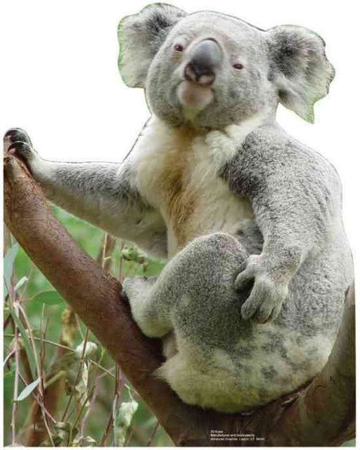 Life-sized cutout of a koala perched on a tree branch, with its left arm resting on the branch and its head turned slightly to the right. The koala has thick, grey fur with a creamy white chest and inner ears, dark oval eyes, a large leathery nose, and light green edges around the ears. The background is white, isolating the figure of the koala for visual emphasis.