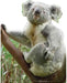 Life-sized cutout of a koala perched on a tree branch, with its left arm resting on the branch and its head turned slightly to the right. The koala has thick, grey fur with a creamy white chest and inner ears, dark oval eyes, a large leathery nose, and light green edges around the ears. The background is white, isolating the figure of the koala for visual emphasis.