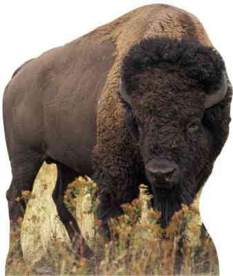 Cardboard cutout of a bison standing in dry grass. The bison has a massive build, dark brown shaggy fur on its head and front legs, and shorter, lighter brown fur along its back. Its curved horns and focused gaze give it a powerful presence.