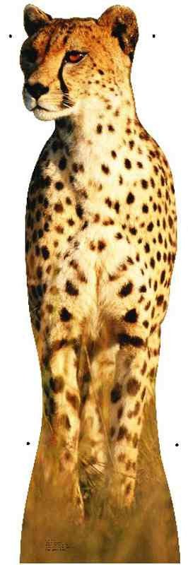 A strikingly colored cutout of a cheetah with golden-tan fur covered in distinctive black spots, standing attentively against a white background.