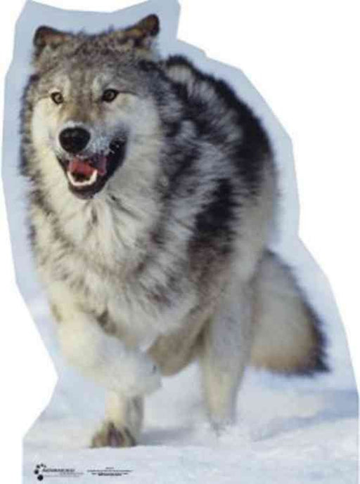 Cut-out of a gray wolf running forward through snow with mouth open, showing its teeth. The wolf has thick fur with a mix of gray, black, and white tones, and its front left paw is raised mid-stride.