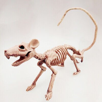 Rat Skeleton | 1ct - Zurchers