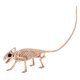 Mini Skeleton Creatures Assrt | 1ct - Zurchers