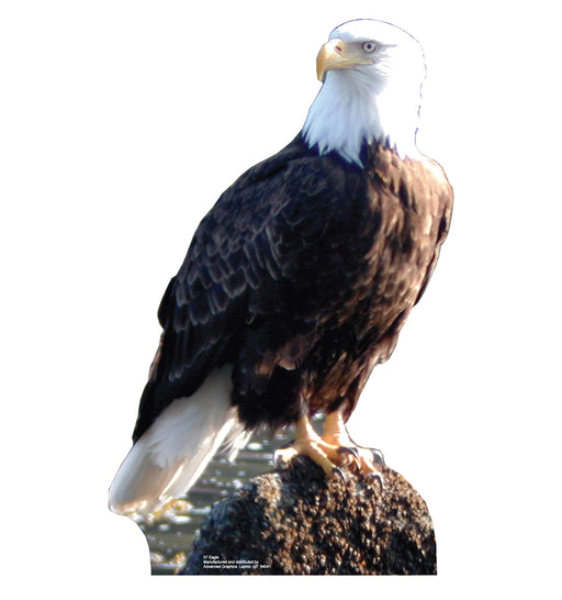 Cardboard cutout of a bald eagle perched on a rock. The eagle has a white head and tail, dark brown body and wings, and yellow beak and talons. It is gazing to the right against a plain white background.