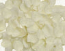 A large collection of ivory fabric rose petals with realistic petal texture and shape. Ideal for use in weddings, romantic events, table decorations, or craft projects.