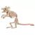 5in Mouse Skeleton | 1ct - Zurchers