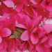 Close-up of bright pink artificial flowers with green leaves scattered among the petals.