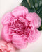 Scallop Shaped Tissue Flower 20" | 1ct - Zurchers