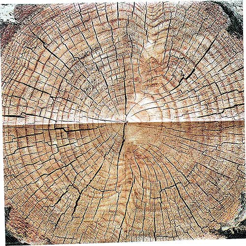 Timber Cut Luncheon Napkins 16pk | 1ct - Zurchers