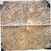 Timber Cut Luncheon Napkins 16pk | 1ct - Zurchers