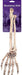 14.5in Skeleton Arm | 1 ct - Zurchers