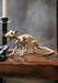 Rat Skeleton | 1ct - Zurchers