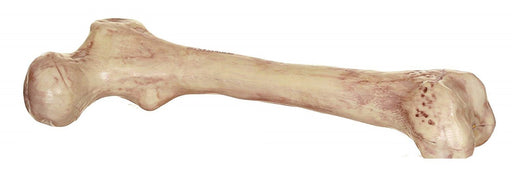 9in Skeleton Bone | 1ct - Zurchers